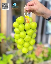 Nho Shine Muscat NAGANO Nhật Bản Premium – Chùm
