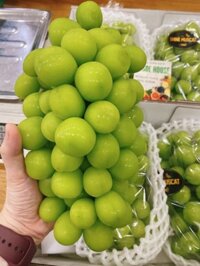 Nho sữa Shine Muscat Đài VIP