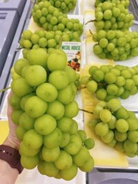 Nho sữa Shine Muscat Đài VIP