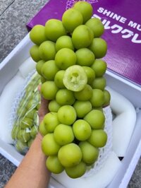 Nho sữa Shine Muscat Đài VIP