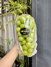 Nho sữa Shine Muscat Vtro