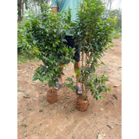 NHO THÂN GỖ CÂY CHOAI ( cây như ảnh ) giâ bèo ra quả quanh năm