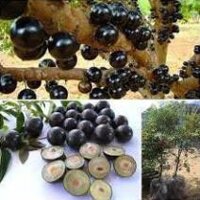 Nho Thân Gỗ, cây giống gửi đi nguyên bầu