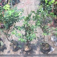 NHO THÂN GỖ cây nhỏ