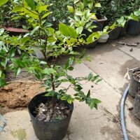 Nho Thân Gỗ cây nhỡ