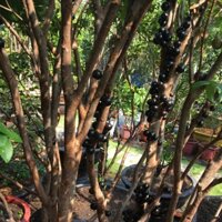 Nho thân gỗ đỏ 12 vụ nam mỹ trái quanh năm