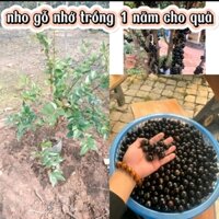 NHO THÂN GỖ TỨ QUÝ LOẠI NHỚ CAO 70CM TRỒNG 1 NĂM CHO QUẢ(tạng kèm túi phân bón)