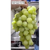 Nho Xanh Không Hạt Sweet túi 1kg