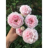 [Nhu_Mai_Garden]Cây Hoa hồng cổ Vân Khôi nguyên bản