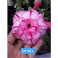 [Nhu_Mai_Garden]CÂY HOA SỨ THÁI KÉP VÂN HUẾ 5 -củ size to đại bự ,rễ quái thành hình, hàng tuyển loại 1