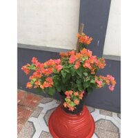 [Nhu_Mai_Garden]chậu hoa giấy thái nguyên bản, hoa màu cam