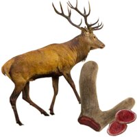 Nhung hươu tươi Neza 100g