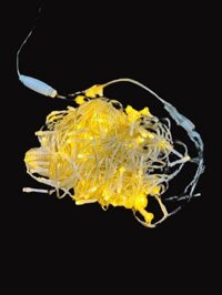 NOEL Dây Đèn Led Vàng Nắng Ko Chớp (Dây)