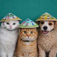 Nón lá mini trang trí cho chó mèo – ngẫu nhiên