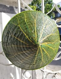 Nón lá sen Huế size nhỏ cho bé