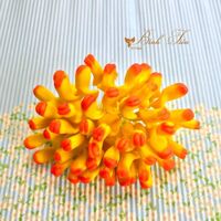 Nụ hoa Denro ( đuôi dẹp) màu vàng tô cam