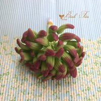 Nụ hoa Địa lan ( Móng tay) màu xanh tô tím