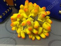 Nụ lan dendro màu vàng chấm đỏ