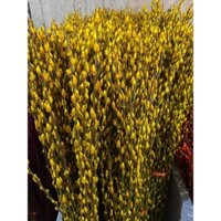 NỤ TẦM XUÂN 1BÓ / 100CÀNH