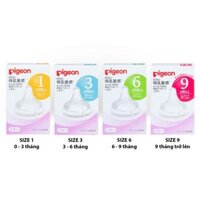 Núm ty Pigeon 1m / 3m