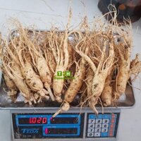 Nước bổ dưỡng hồng sâm Mild Hàn Quốc – Korean Red Ginseng Tonic Mild