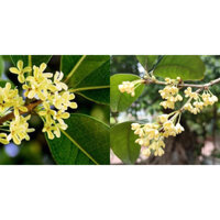 Nước hoa mộc hương tự nhiên chiết xuất từ mộc hương ta hoa vàng chai xịt 10ml nắp vàng cao cấp