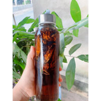 Nước Mắm Cà Cuống Loại 1 { 500ml nước mắm nhỉ và 10 con cà cuống}