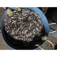 Nước mắm cốt Thanh Hóa