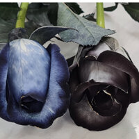 Nước nhuộm hoa hữu cơ Bambi Haha màu đen, thuốc nhuộm hoa