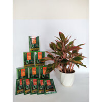 NƯỚC UỐNG SÂM BỐ CHÍNH (hộp 15 gói)
