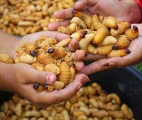 Nuôi đuông dừa bằng gì?