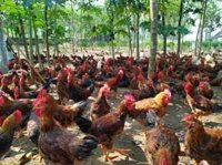 Nuôi gà đàn 50 con theo mô hình thả vườn nhỏ lẻ