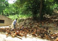 Nuôi gà không dùng cám công nghiệp