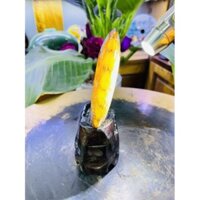 ỐC ANH VŨ HOÁ THẠCH, Vân hoàn toàn tự nhiênKích thước: Cao 15cm rộng 9cm Nặng 0,45kg luôn đế.
