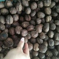 ÓC CHÓ TƯƠI HỒ SÌN 😍😍😍