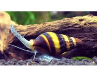 ỐC HELENA - ỐC ĂN ỐC