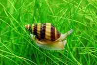 Ốc helena (Ốc ăn ốc)