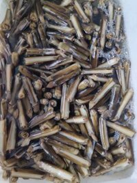 ỐC MÓNG TAY TƯƠI