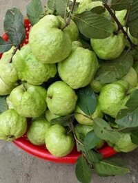 Ôỉ nữ hoàng không hạt