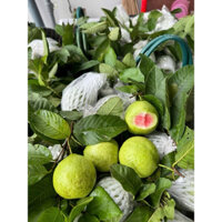 Ổi trân châu ruột đỏ giòn ngọt, đậm vị, chắc thịt, ít hạt.[Combo 5kg]