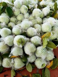 ổi Văn Giang Hưng Yên giá sỉ 50k/ túi 20kg ưu tiên bốc tại nhà