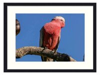 OiArt Wall Art Print Wood Framed Home Decor Picture Artwork(24x16 inch) - Galah Rose-Breasted Cockatoo Parrot Bird Pink Grey
