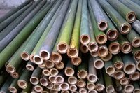 Ống tre nứa nấu cơm lam, nướng thịt giá tốt nhất