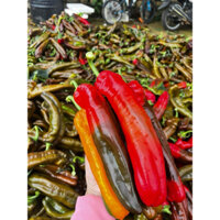 ớt ngọt Đà Lạt 1kg ngon ngọt dinh dưỡng làm salat giảm cân