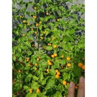 Ớt Peru, charapita đắt nhất thế giới