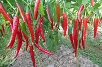 Ớt sừng – 300g