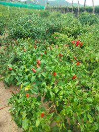 Ớt sừng ninh thuận