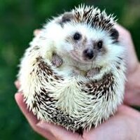 Phân biệt nhím cảnh (Nhím kiểng): Các màu lông cơ bản