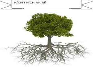 Phân bón lá kích rễ N3M lọ 100g