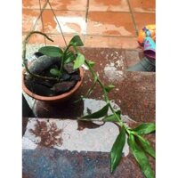 Phân dê bón lan